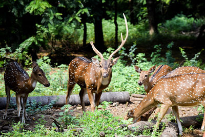 Deer in a field