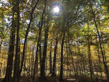 Sun shining through trees
