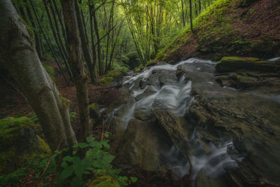 Stream flowing through rocks in forest