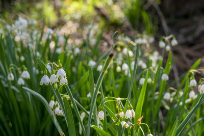 Close-up of flowering plants on field