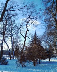 tree