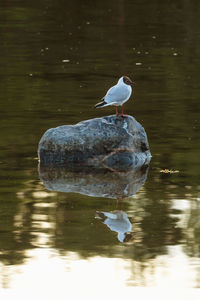 Bird perching on a lake