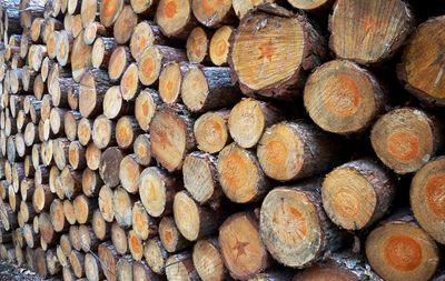 Stacked logs in the netherlands