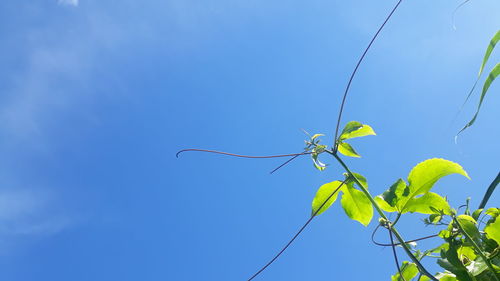 Low angle view of plant against clear blue sky