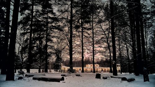 Snow covered trees against sky