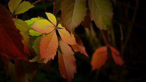 Close-up of autumnal leaves