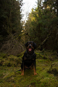 Portrait of black dog on grass