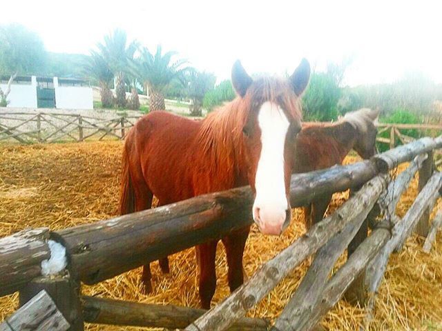 domestic animals, livestock, animal themes, mammal, horse, fence, field, rural scene, farm, herbivorous, working animal, animal pen, domestic cattle, cow, agriculture, landscape, ranch, brown, standing, grazing