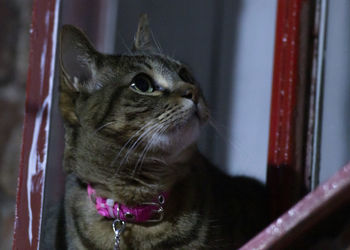 Close-up of a cat looking away