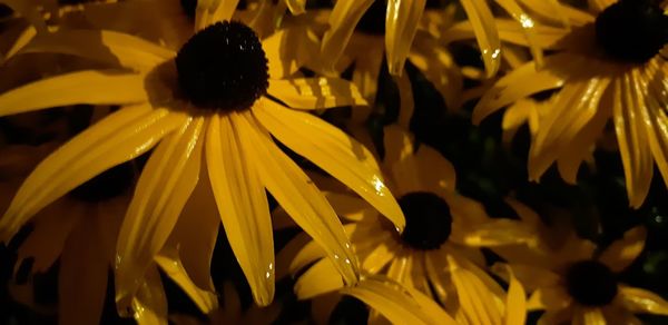 Close-up of yellow flowering plant