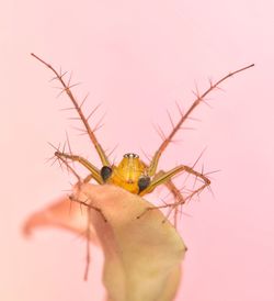 Close-up of insect
