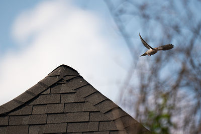 Low angle view of bird flying