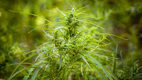 Close-up of crops growing on field