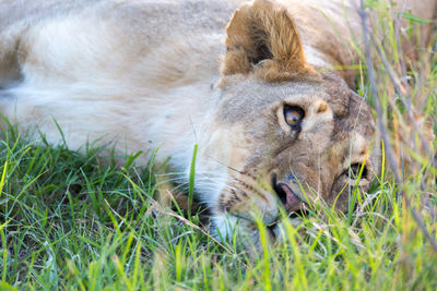 Full length of a cat lying on grass