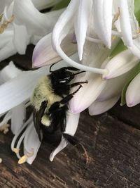 Close-up of honey bee on white flower