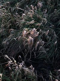 High angle view of dry plants on field