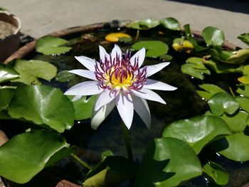 High angle view of lotus water lily blooming outdoors