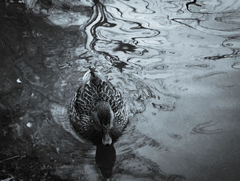 High angle view of duck swimming in lake