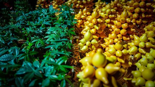 Close-up of yellow and green plants on sunny day