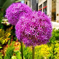 Close-up of fresh purple flowers blooming outdoors