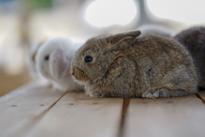 Close-up of a rabbit