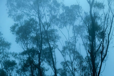 Low angle view of trees against clear sky