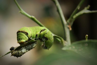 Close-up of insect on leaf