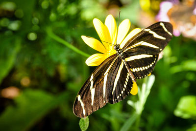 Close-up of butterfly on flower