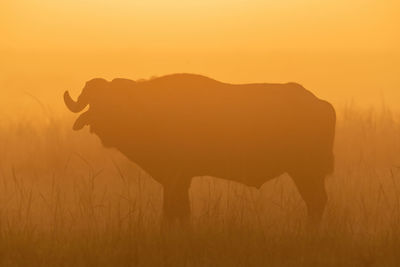 Silhouette of cape buffalo standing in grass