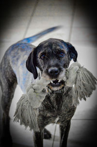 Close-up portrait of dog standing on floor