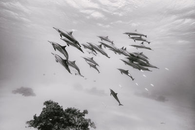 Low angle view of birds flying against sky