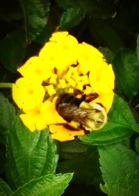 Close-up of bee on yellow flower