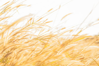 Close-up of wheat growing on field