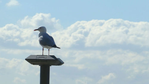 Low angle view of seagull perching on a bird