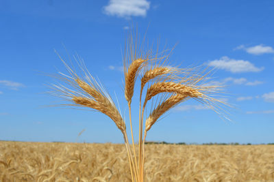 agriculture