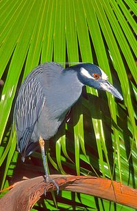 High angle view of gray heron perching on leaf