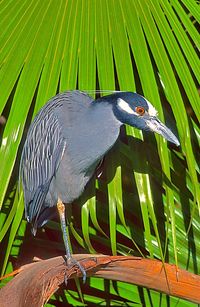 High angle view of gray heron perching on leaf