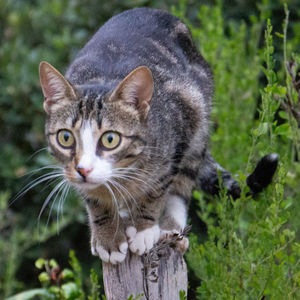 Portrait of tabby kitten on field