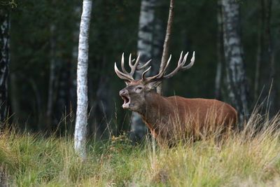 Deer standing in forest