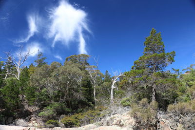 Low angle view of trees against blue sky
