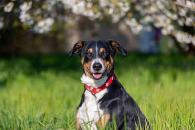 Portrait of dog sitting on field