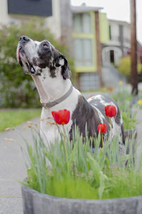 Dog looking away