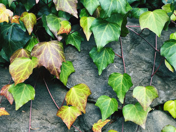 High angle view of leaves on footpath