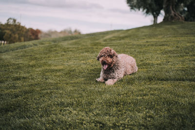 Dog running on field