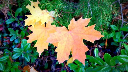 Close-up of maple leaves on plant