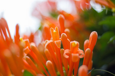 Close-up of orange flowering plant