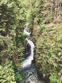 Scenic view of waterfall in forest