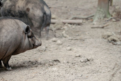 Pig in a field