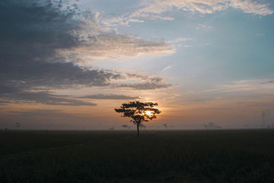 Silhouette tree on field against sky at sunset