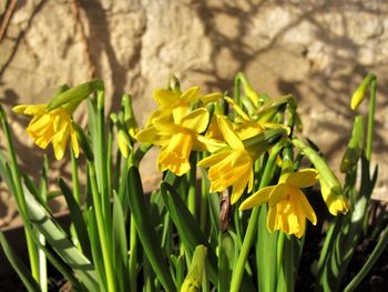 Close-up of yellow flowers blooming outdoors